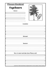 Pflanzensteckbrief-Vogelbeere-SW.pdf